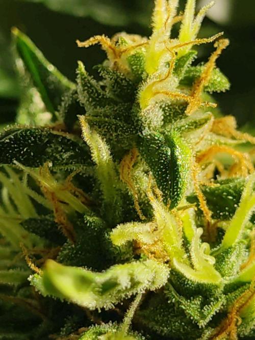 GrandDaddy Purple (Auto XXL). Week 13