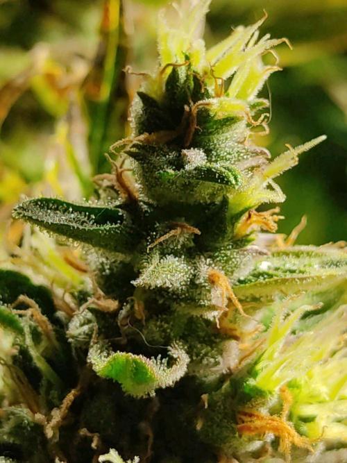 GrandDaddy Purple (Auto XXL). Week 13