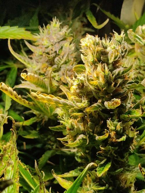 GrandDaddy Purple (Auto XXL). Week 13