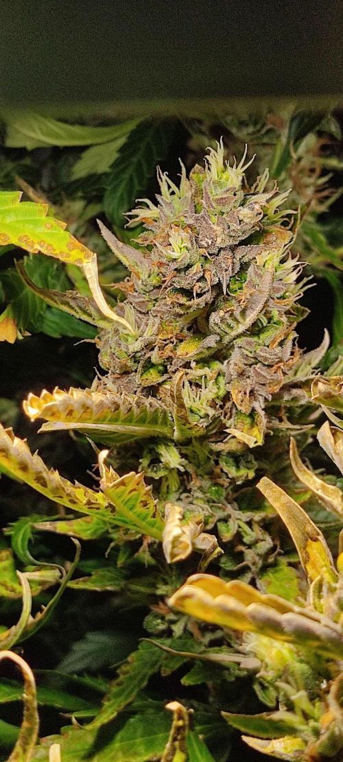 GrandDaddy Purple (Auto XXL). Week 13