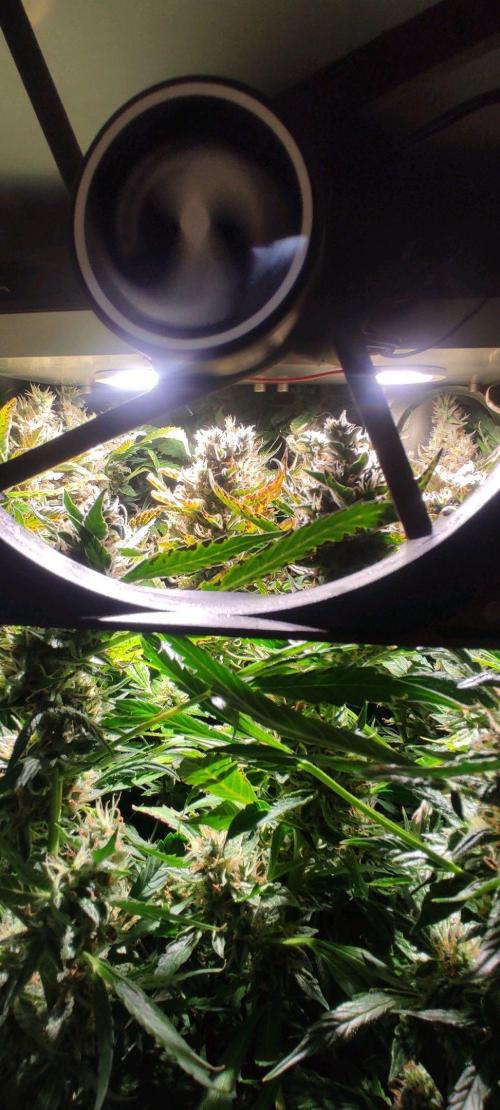 GrandDaddy Purple (Auto XXL). Week 13