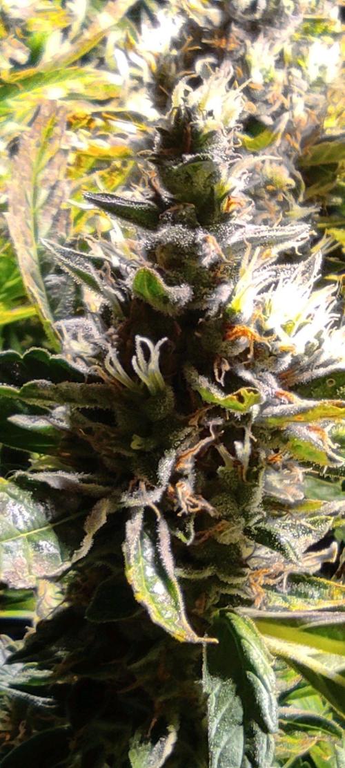 GrandDaddy Purple (Auto XXL). Week 13