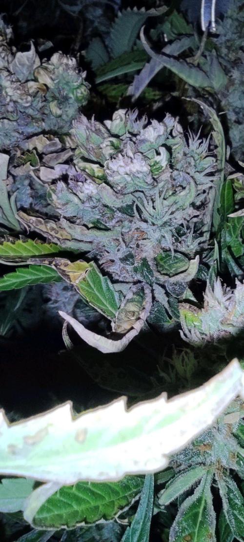 GrandDaddy Purple (Auto XXL). Week 13