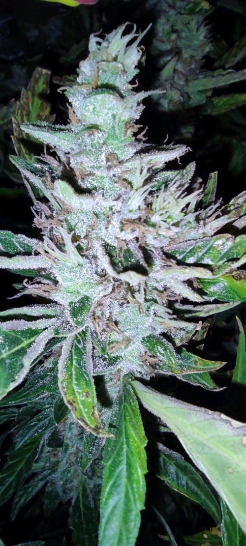 GrandDaddy Purple (Auto XXL). Week 13