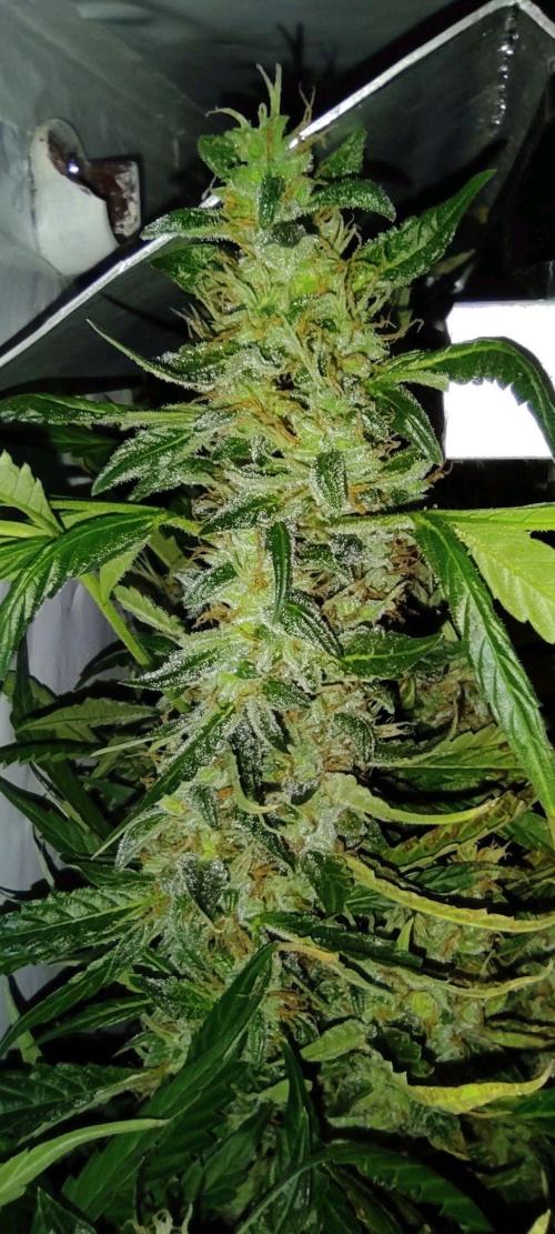 GrandDaddy Purple (Auto XXL). Week 13