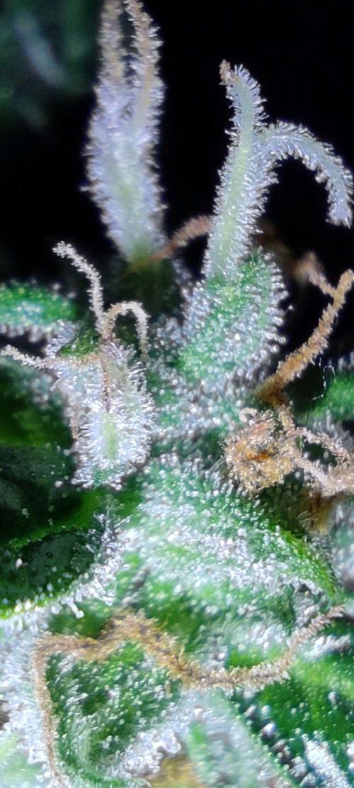 GrandDaddy Purple (Auto XXL). Week 13