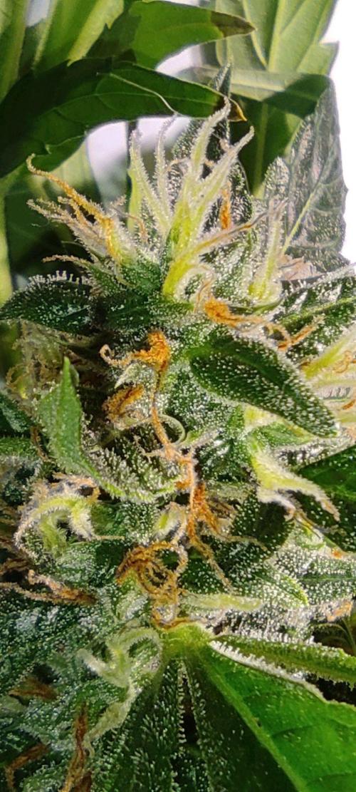 GrandDaddy Purple (Auto XXL). Week 13