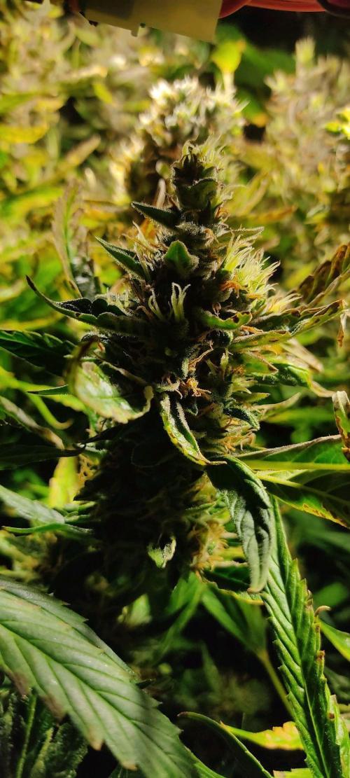 GrandDaddy Purple (Auto XXL). Week 13