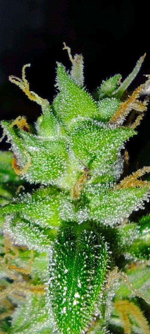 GrandDaddy Purple (Auto XXL). Week 14