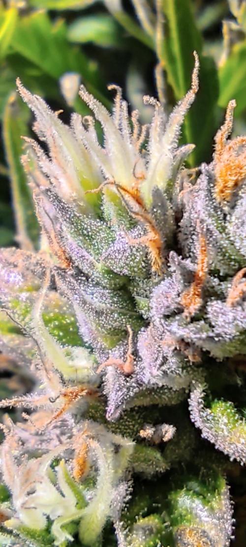 GrandDaddy Purple (Auto XXL). Week 14