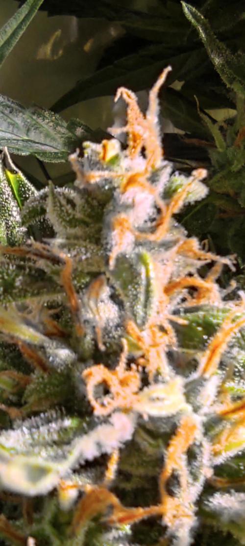 GrandDaddy Purple (Auto XXL). Week 14