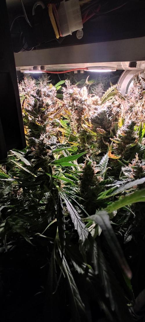 GrandDaddy Purple (Auto XXL). Week 14