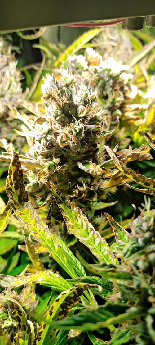 GrandDaddy Purple (Auto XXL). Week 14