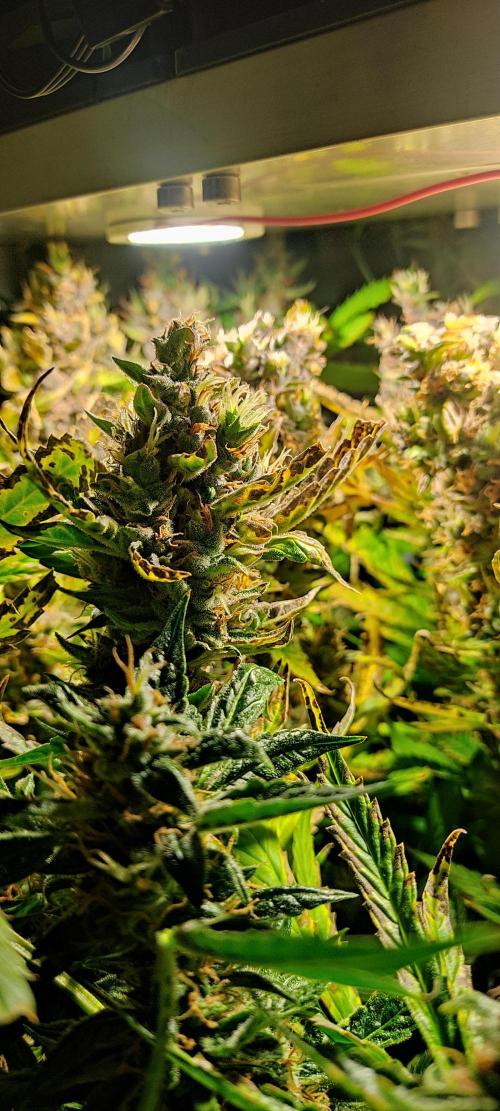 GrandDaddy Purple (Auto XXL). Week 14