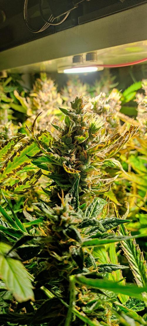 GrandDaddy Purple (Auto XXL). Week 14