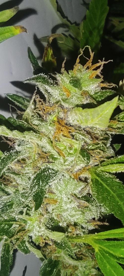 GrandDaddy Purple (Auto XXL). Week 15