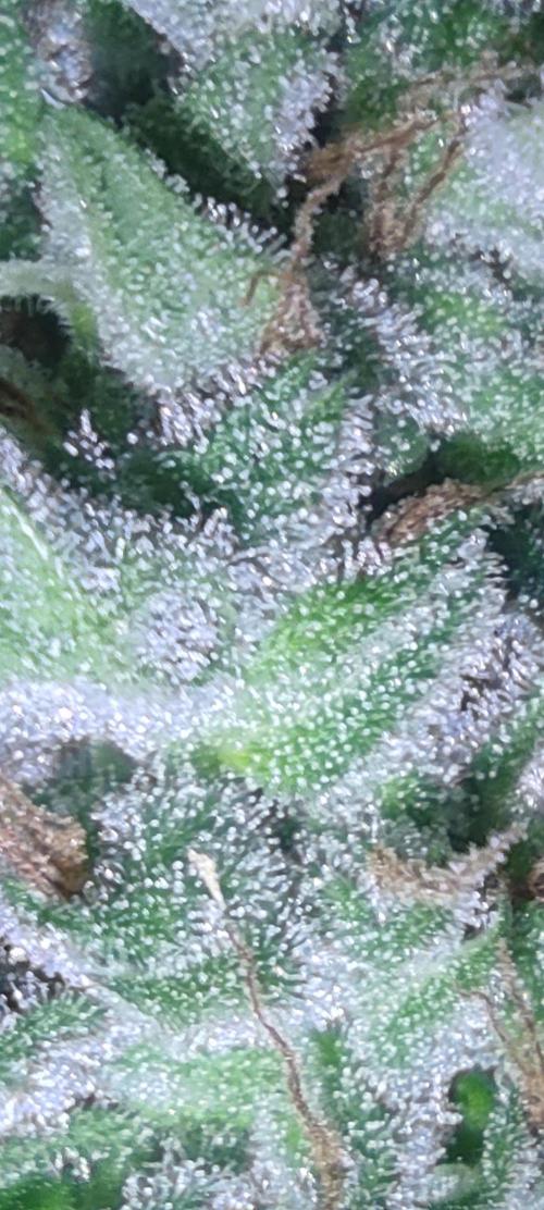 GrandDaddy Purple (Auto XXL). Week 15