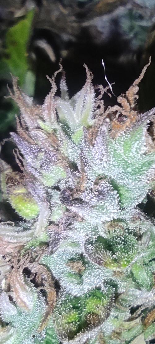 GrandDaddy Purple (Auto XXL). Week 15