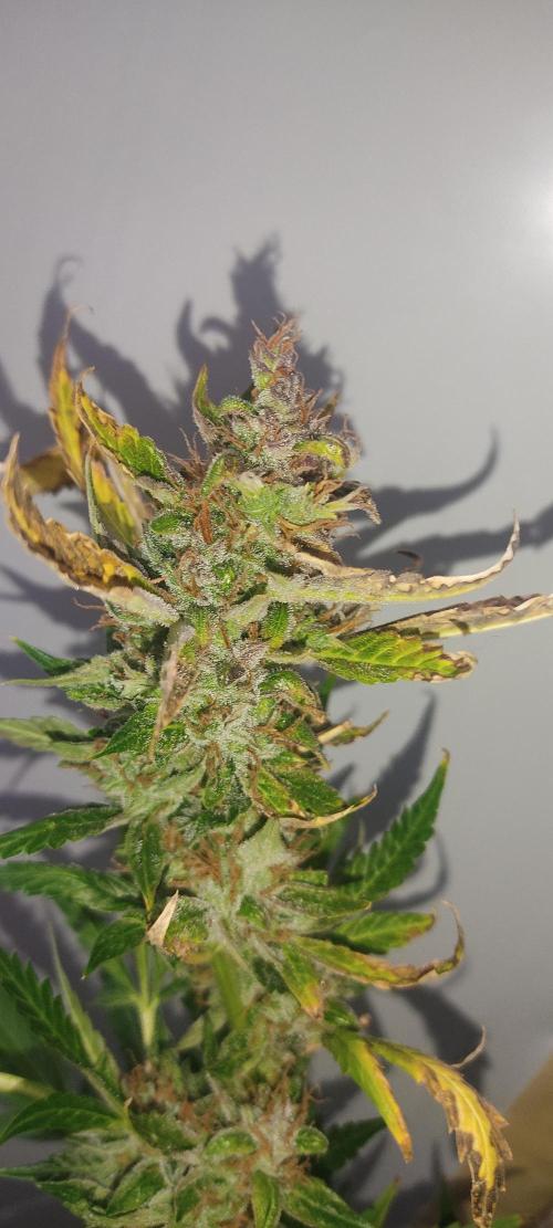 GrandDaddy Purple (Auto XXL). Week 15