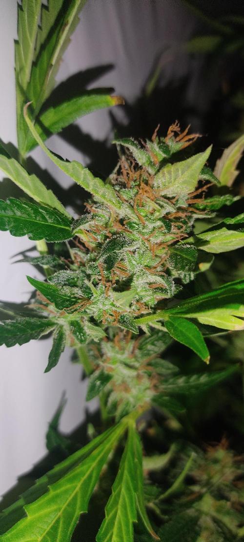 GrandDaddy Purple (Auto XXL). Week 15