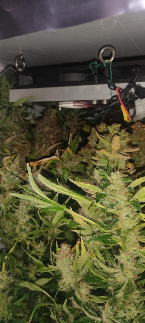 GrandDaddy Purple (Auto XXL). Week 15