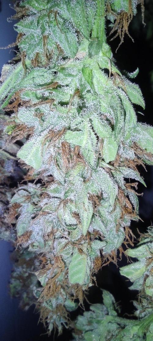 GrandDaddy Purple (Auto XXL). Week 16