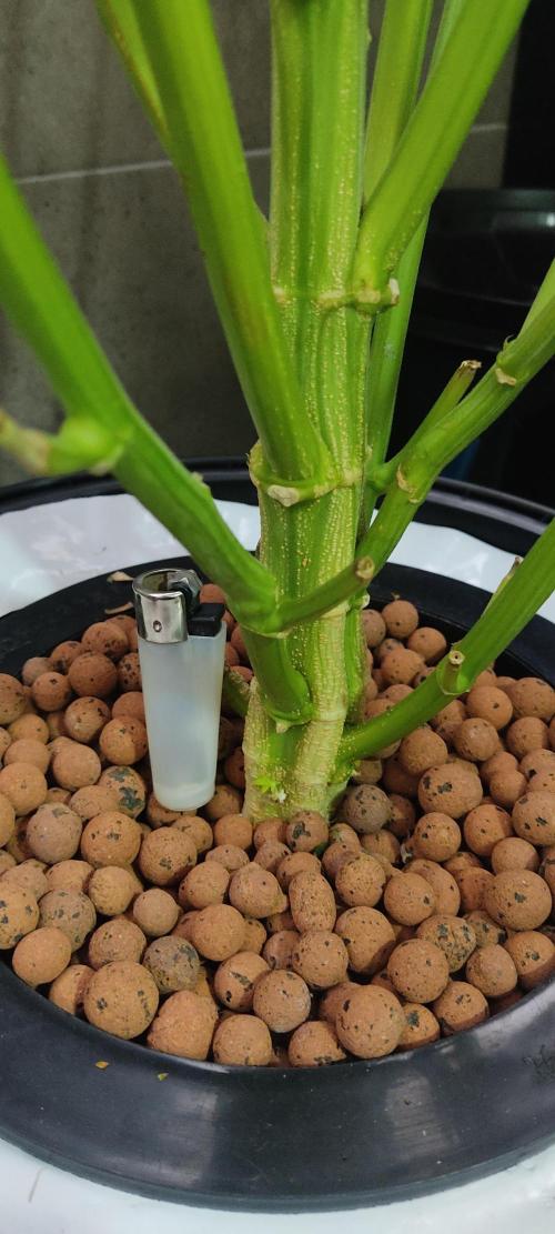 GrandDaddy Purple (Auto XXL). Week 16