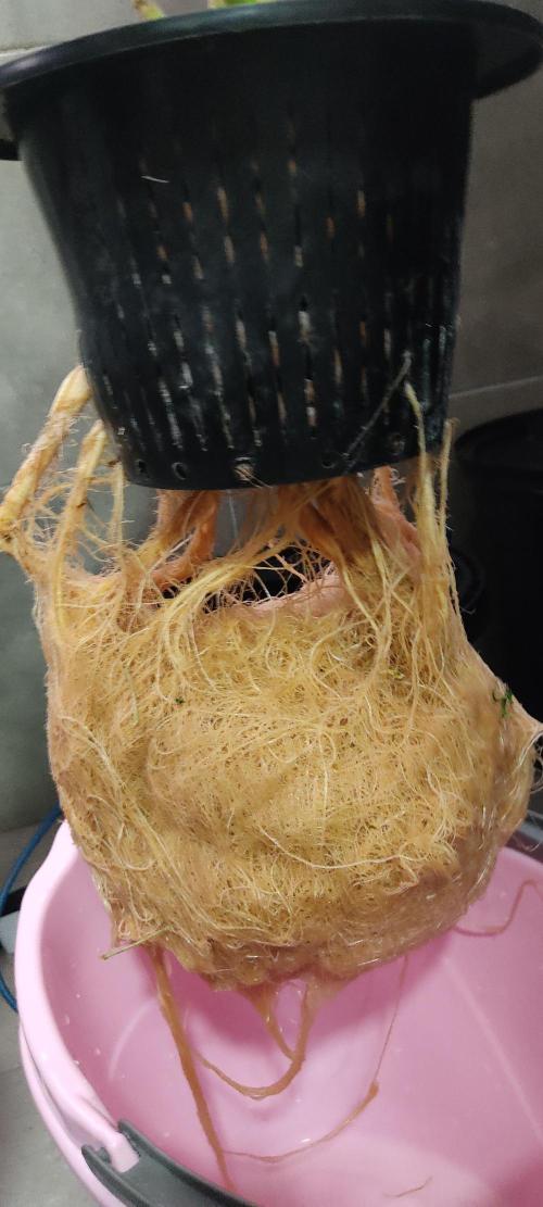 GrandDaddy Purple (Auto XXL). Week 16