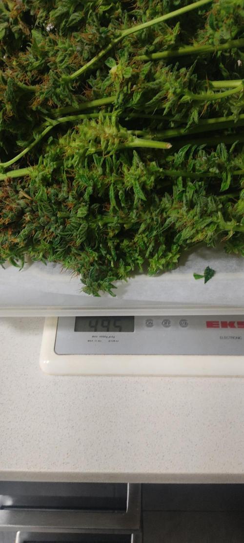 GrandDaddy Purple (Auto XXL). Week 16