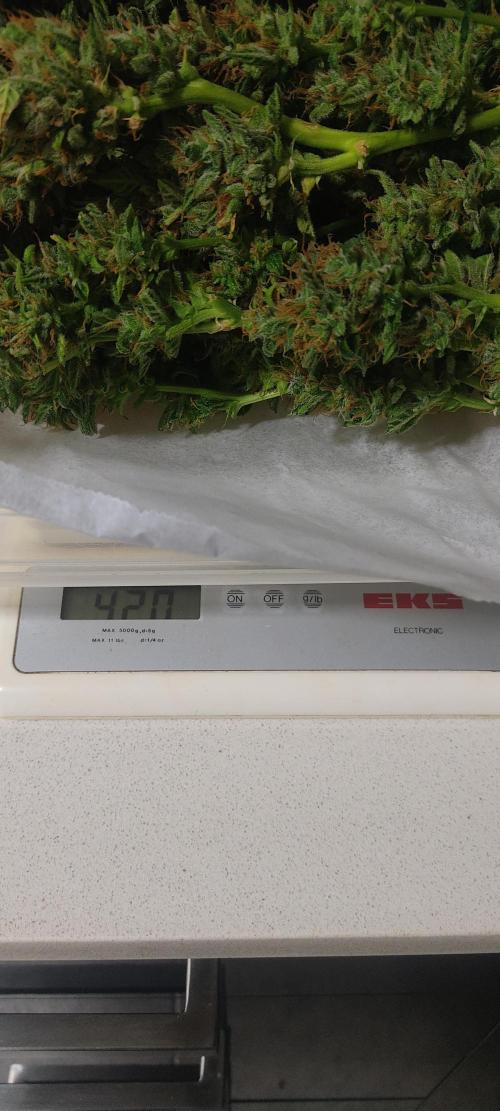 GrandDaddy Purple (Auto XXL). Week 16