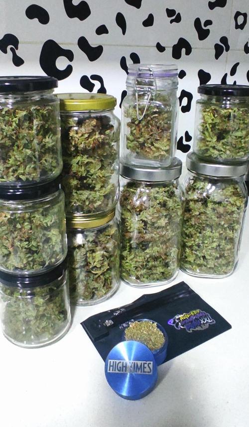 GrandDaddy Purple (Auto XXL). Week 16