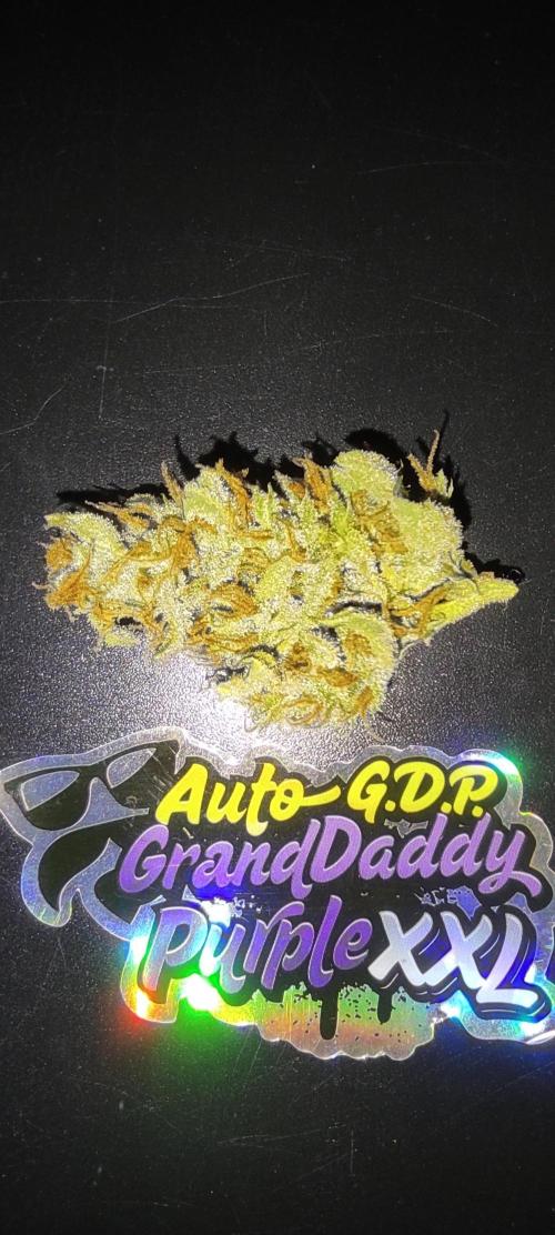 GrandDaddy Purple (Auto XXL). Week 16