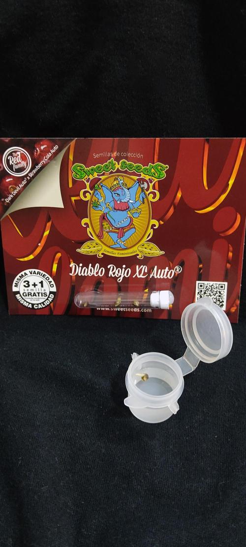 Diablo Rojo XL by Sweet Seeds - DWC. Week 0