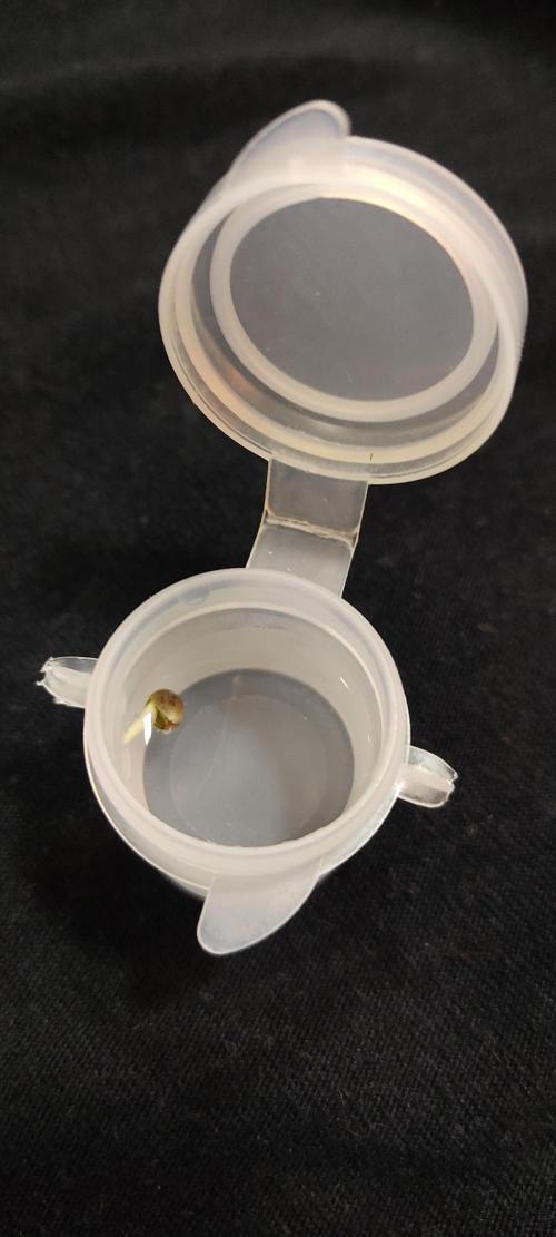 Diablo Rojo XL by Sweet Seeds - DWC. Week 0