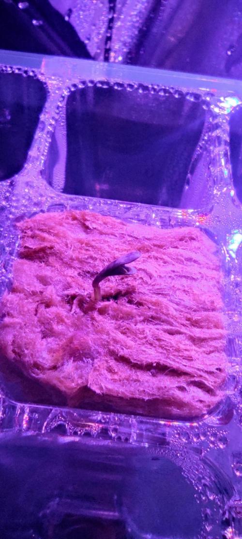 Diablo Rojo XL by Sweet Seeds - DWC. Week 0