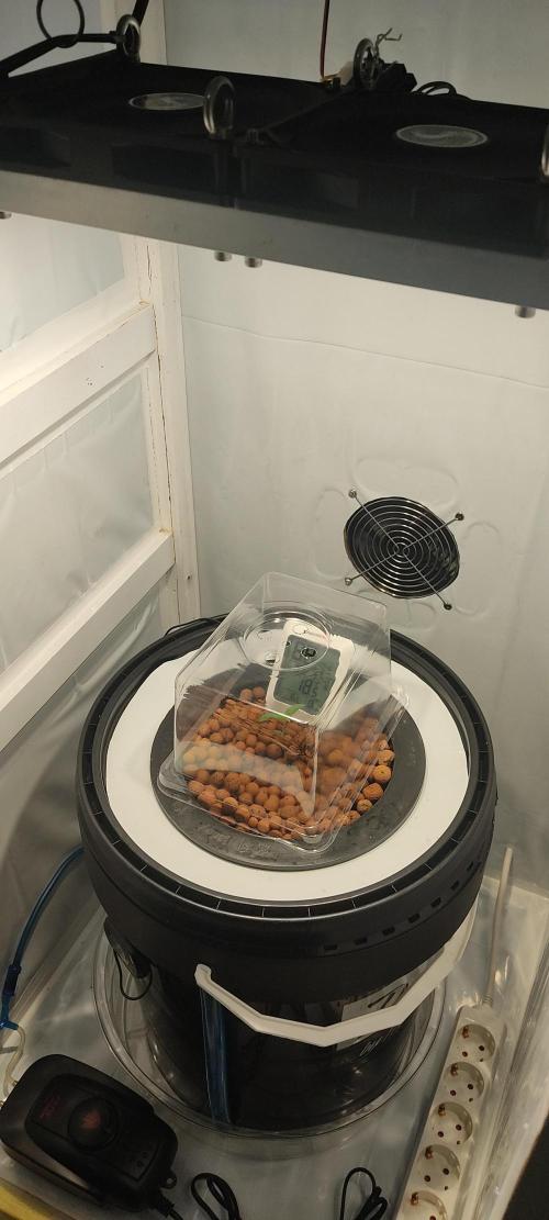 Diablo Rojo XL by Sweet Seeds - DWC. Week 1