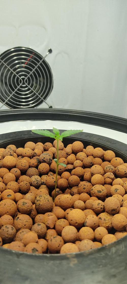 Diablo Rojo XL by Sweet Seeds - DWC. Week 1