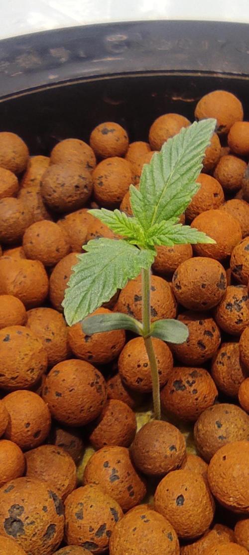 Diablo Rojo XL by Sweet Seeds - DWC. Week 1