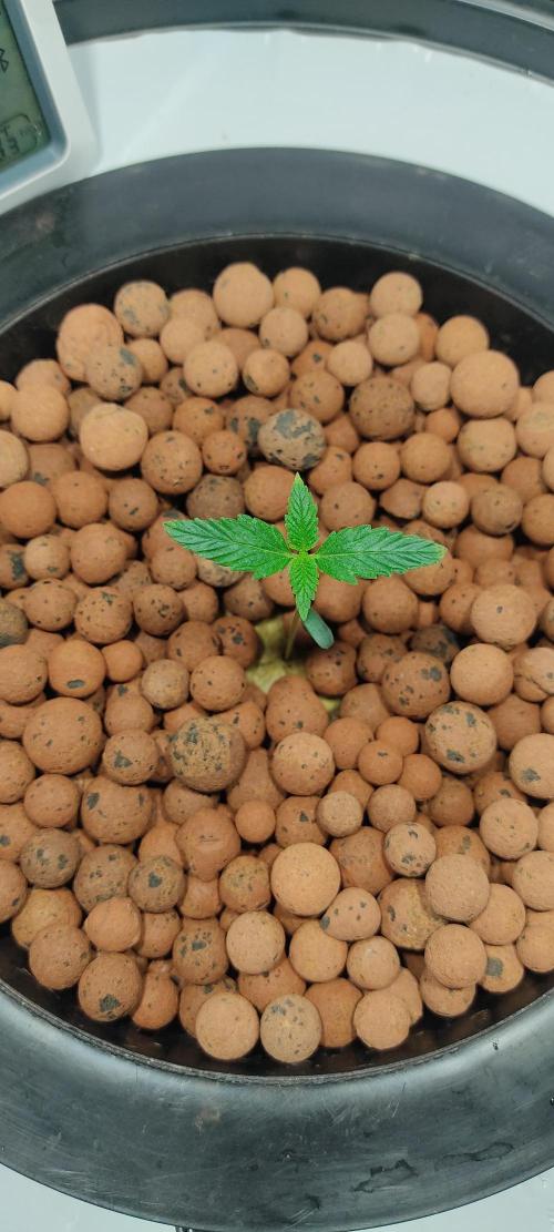 Diablo Rojo XL by Sweet Seeds - DWC. Week 1