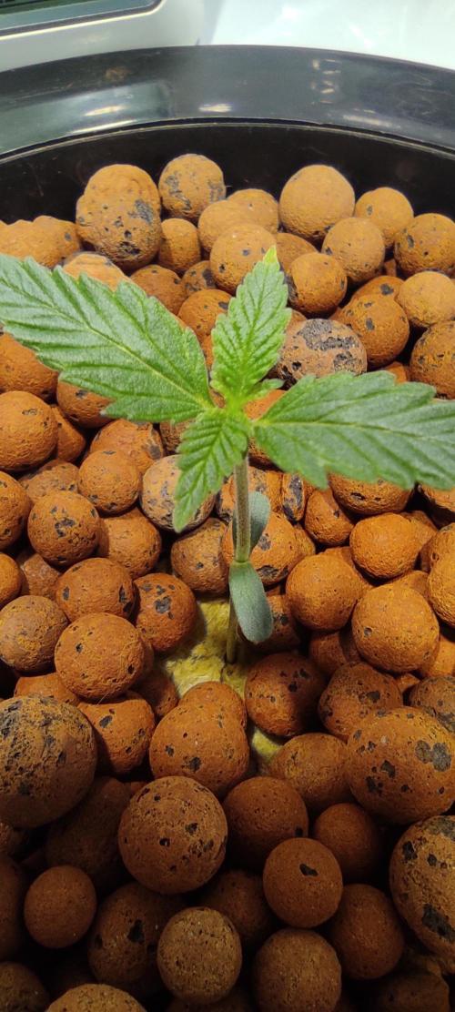 Diablo Rojo XL by Sweet Seeds - DWC. Week 1