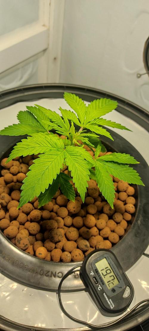 Diablo Rojo XL by Sweet Seeds - DWC. Week 2