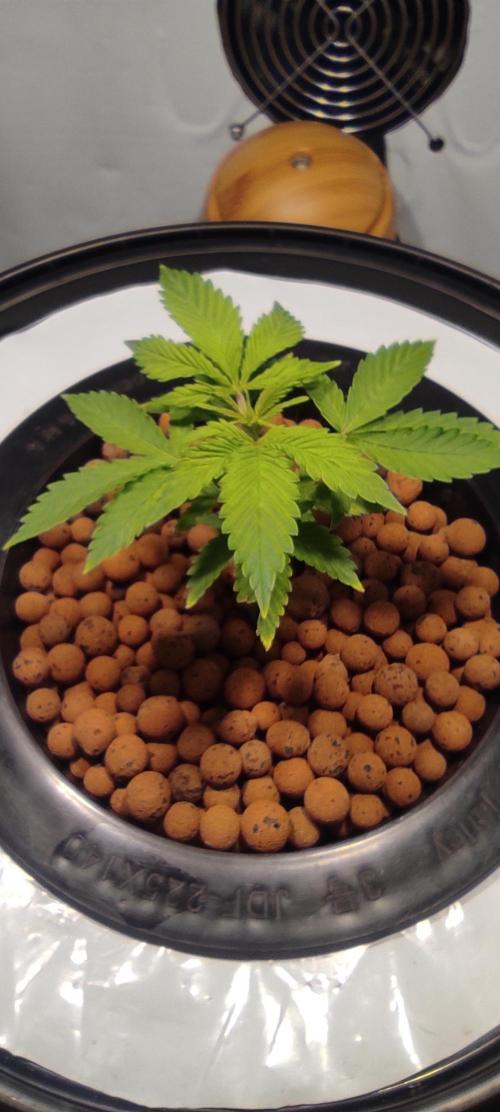 Diablo Rojo XL by Sweet Seeds - DWC. Week 2