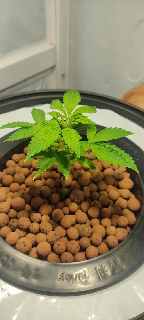 Diablo Rojo XL by Sweet Seeds - DWC. Week 2