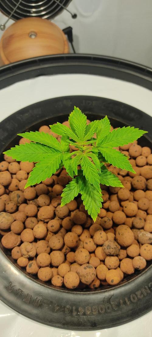 Diablo Rojo XL by Sweet Seeds - DWC. Week 2