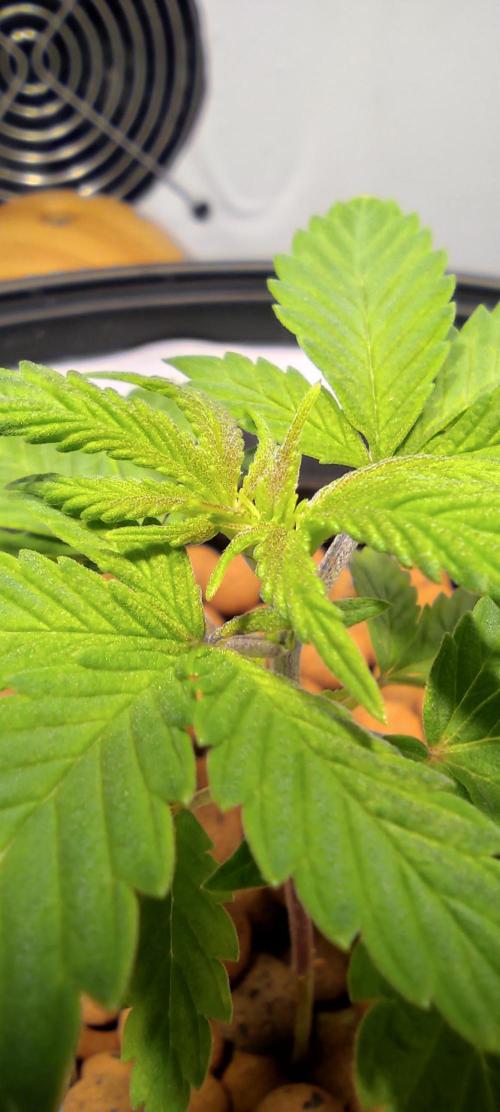 Diablo Rojo XL by Sweet Seeds - DWC. Week 2