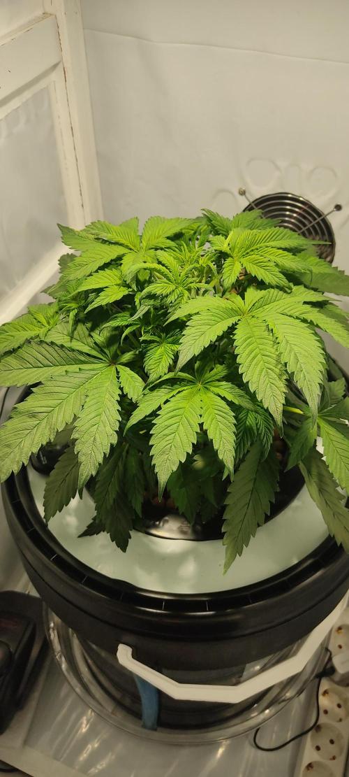 Diablo Rojo XL by Sweet Seeds - DWC. Week 3