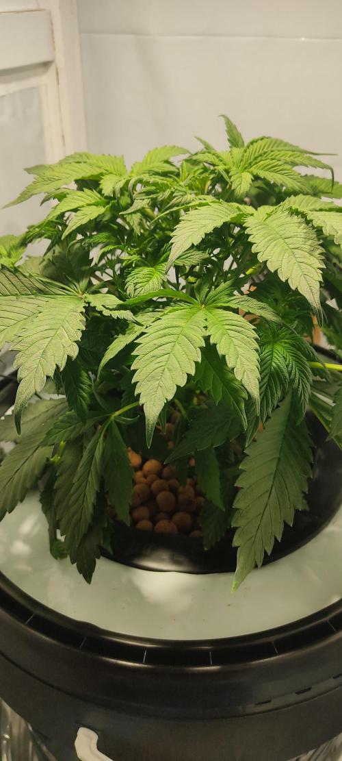 Diablo Rojo XL by Sweet Seeds - DWC. Week 3