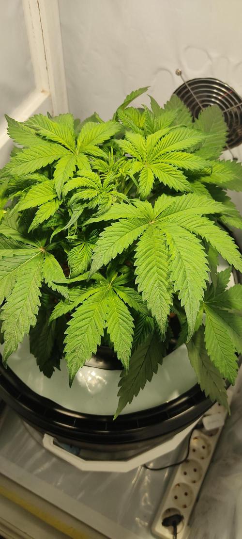 Diablo Rojo XL by Sweet Seeds - DWC. Week 3