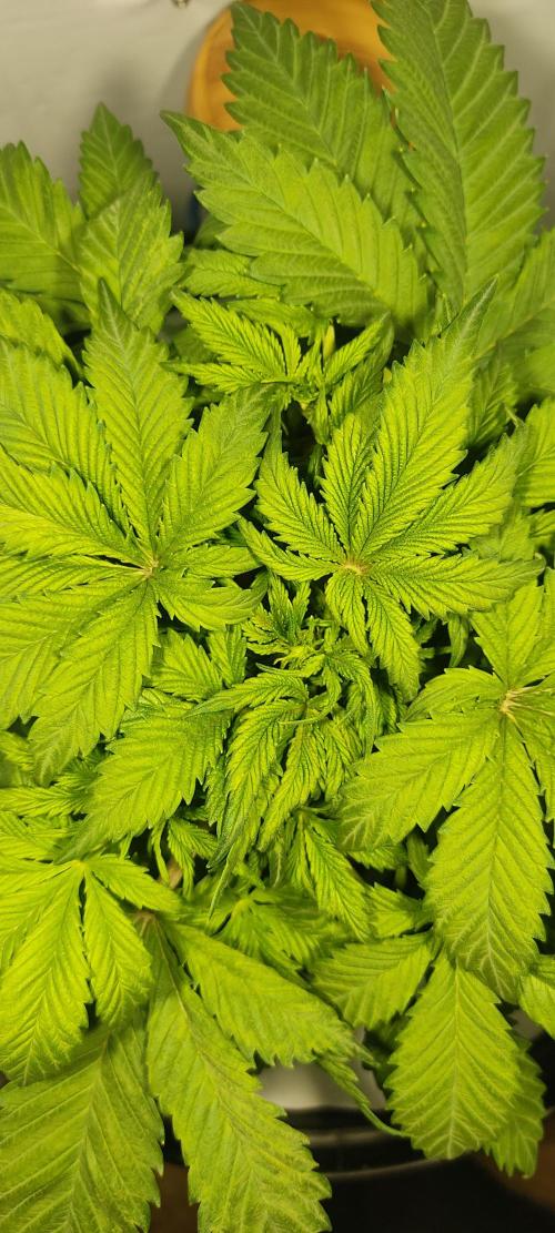 Diablo Rojo XL by Sweet Seeds - DWC. Week 3