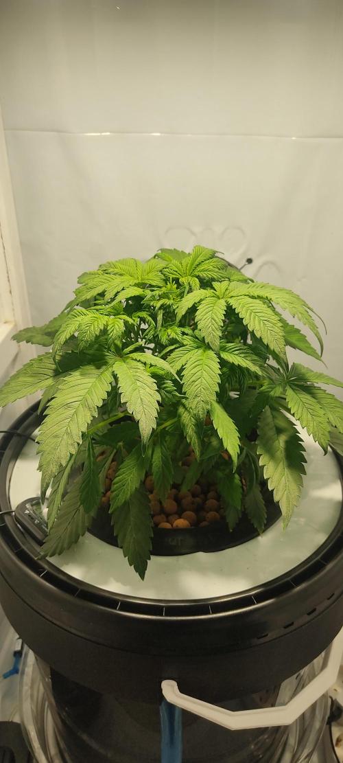 Diablo Rojo XL by Sweet Seeds - DWC. Week 3